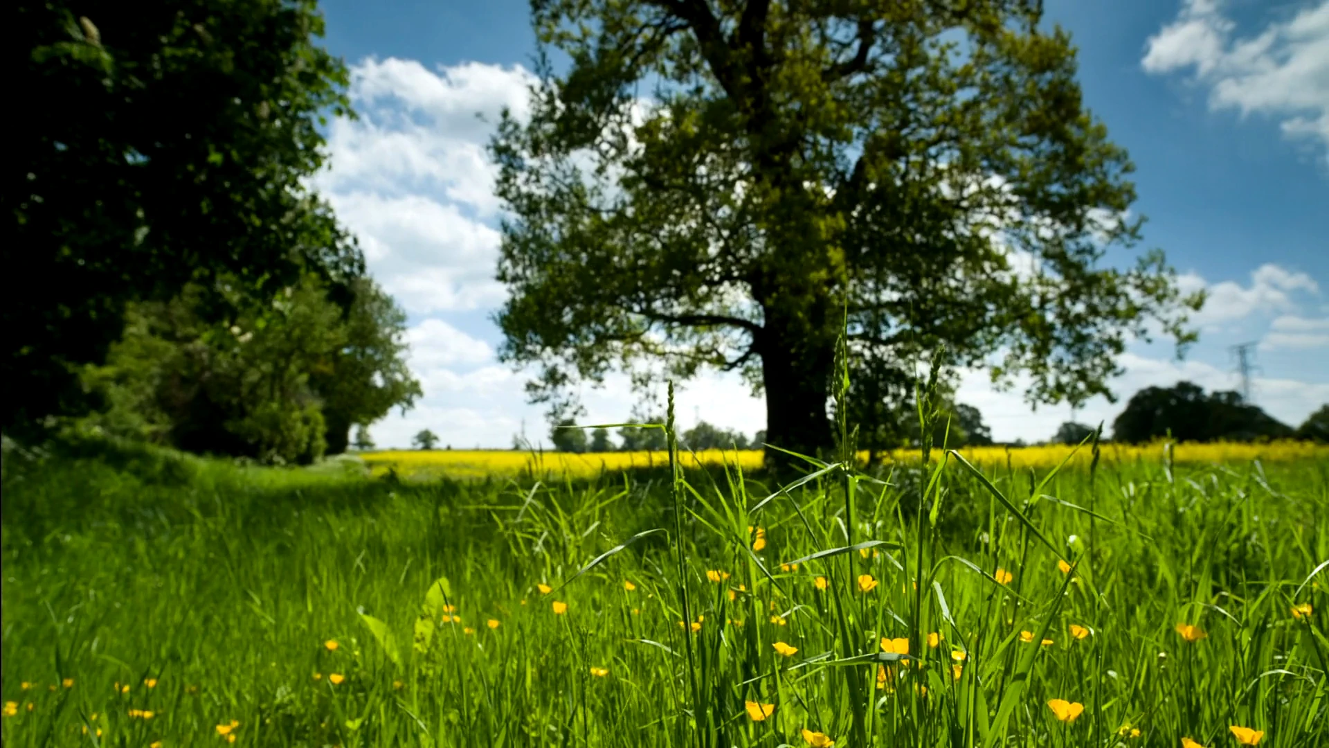 Sunlit summer meadow with tall grass and small yellow flowers